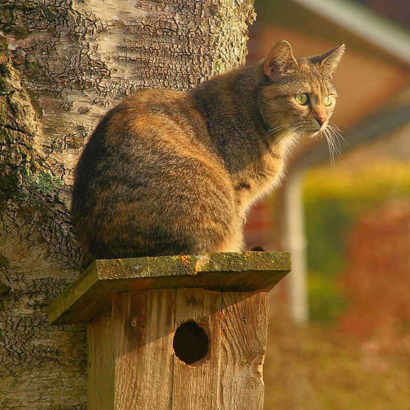 A cat sat on a birdbox