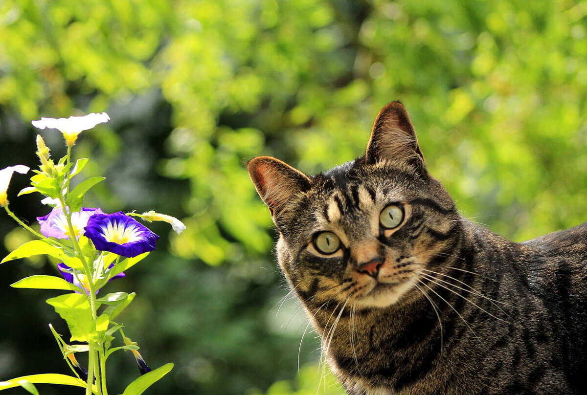 A cat staring intently at the camera