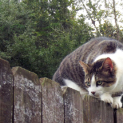 A cat creeping in a garden along a fence