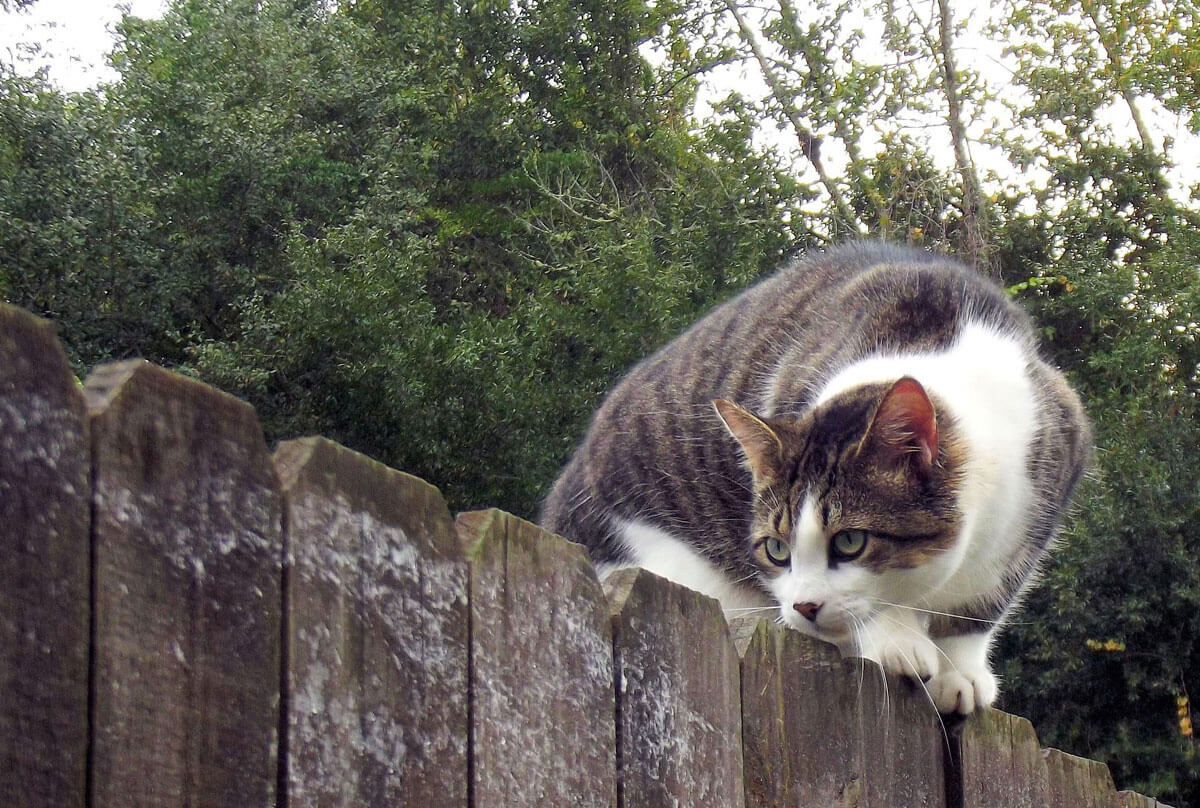 A cat creeping in a garden along a fence