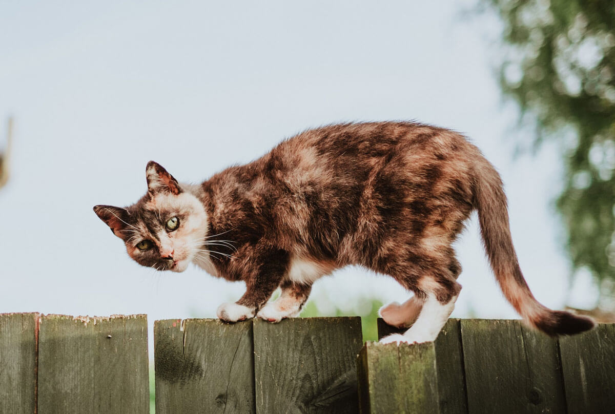 Cat on a fence