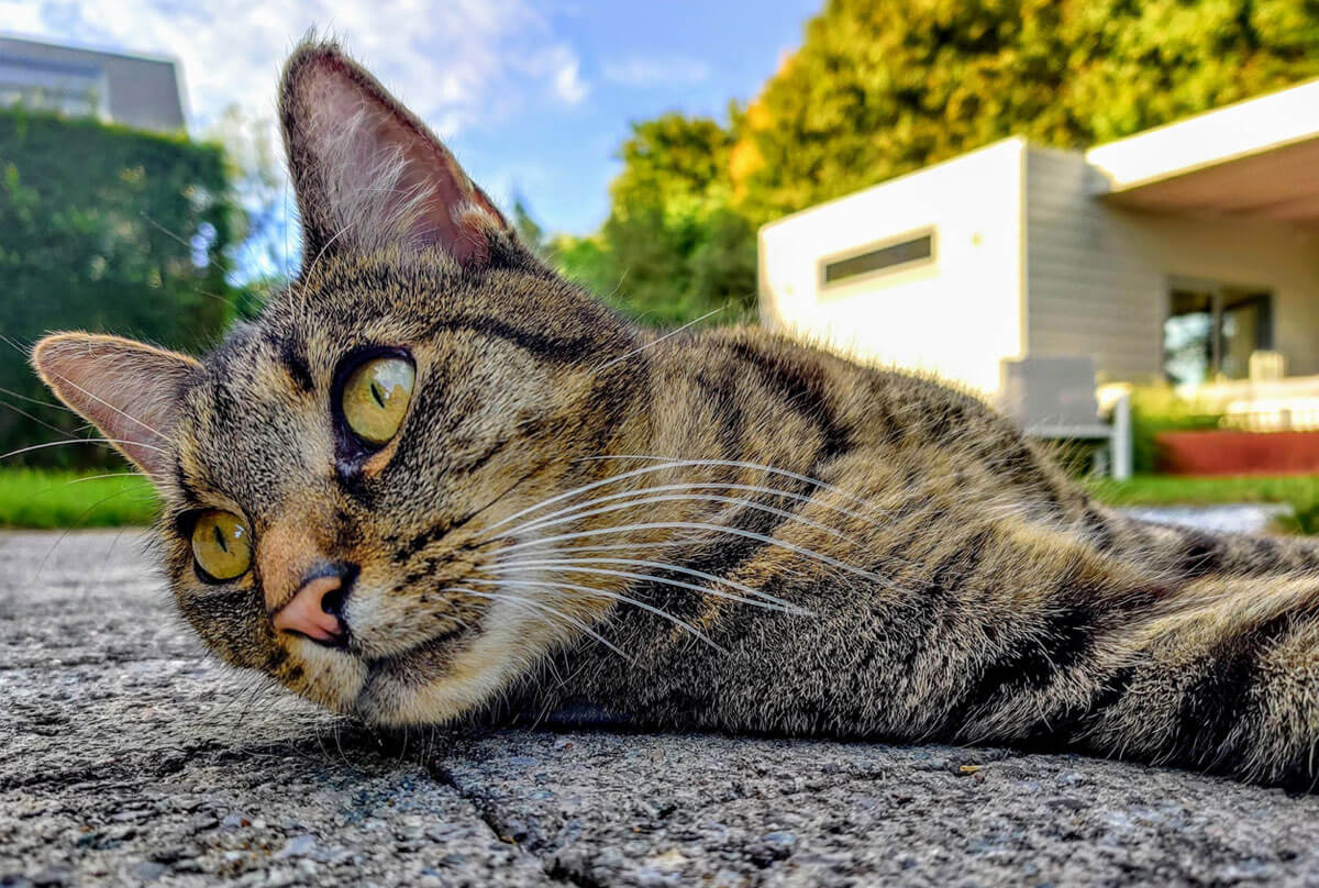 A close up of a cat on a patio looking alert