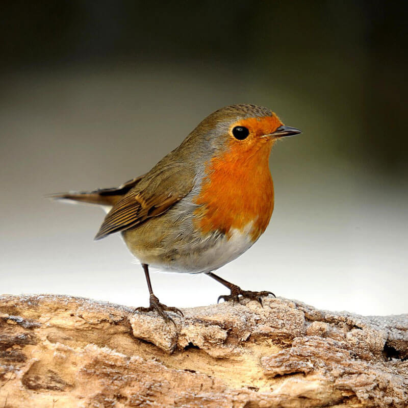 A robin on a log in a garden