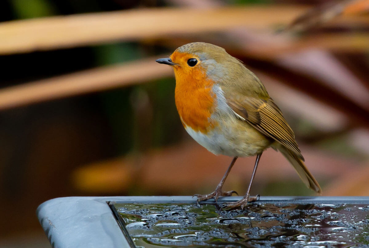 A robin perched on a wet glass surface