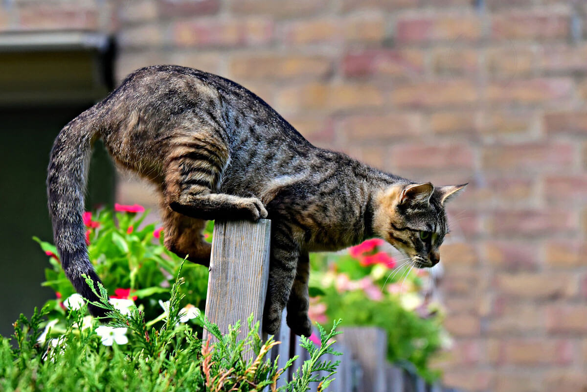 Cat on a fence jumping into a garden