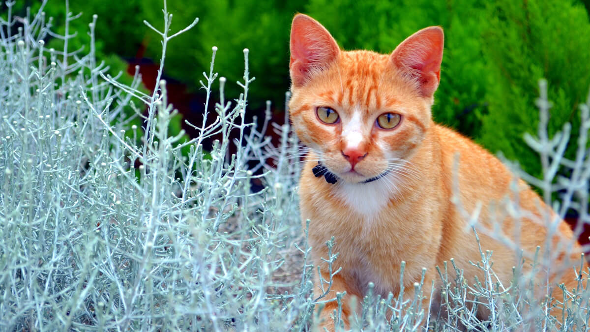 A ginger cat in the middle of a plant in a garden.
