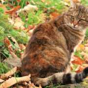 A tabby cat on a lawn surrounding by fallen leaves.