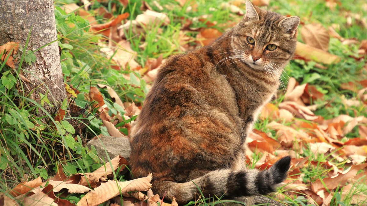 A tabby cat on a lawn surrounding by fallen leaves.